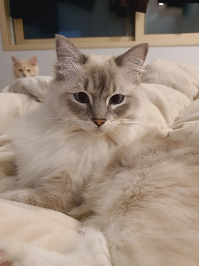 ������, �ݷ����� �ǷἭ�� ������� Ȯ��